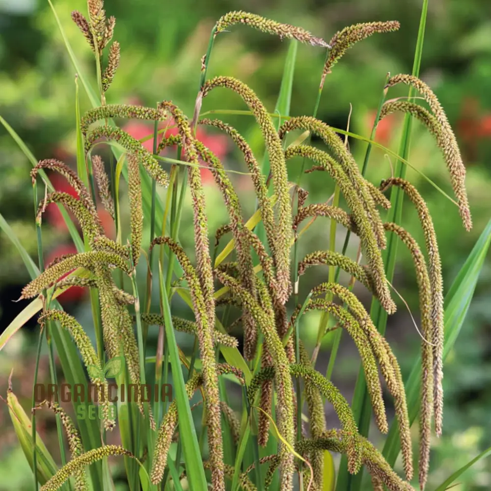 Carex Pendula Seeds for Planting, Premium Quality Seeds for Gardening