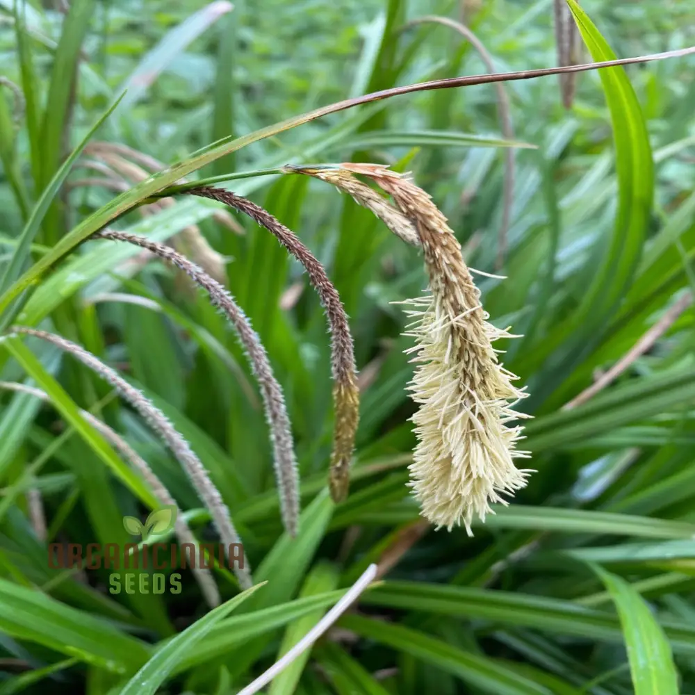 Carex Pendula Seeds for Planting, Premium Quality Seeds for Gardening - Image 2