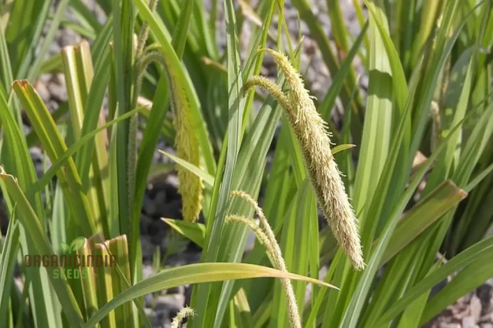 Carex Pendula Seeds for Planting, Premium Quality Seeds for Gardening - Image 4