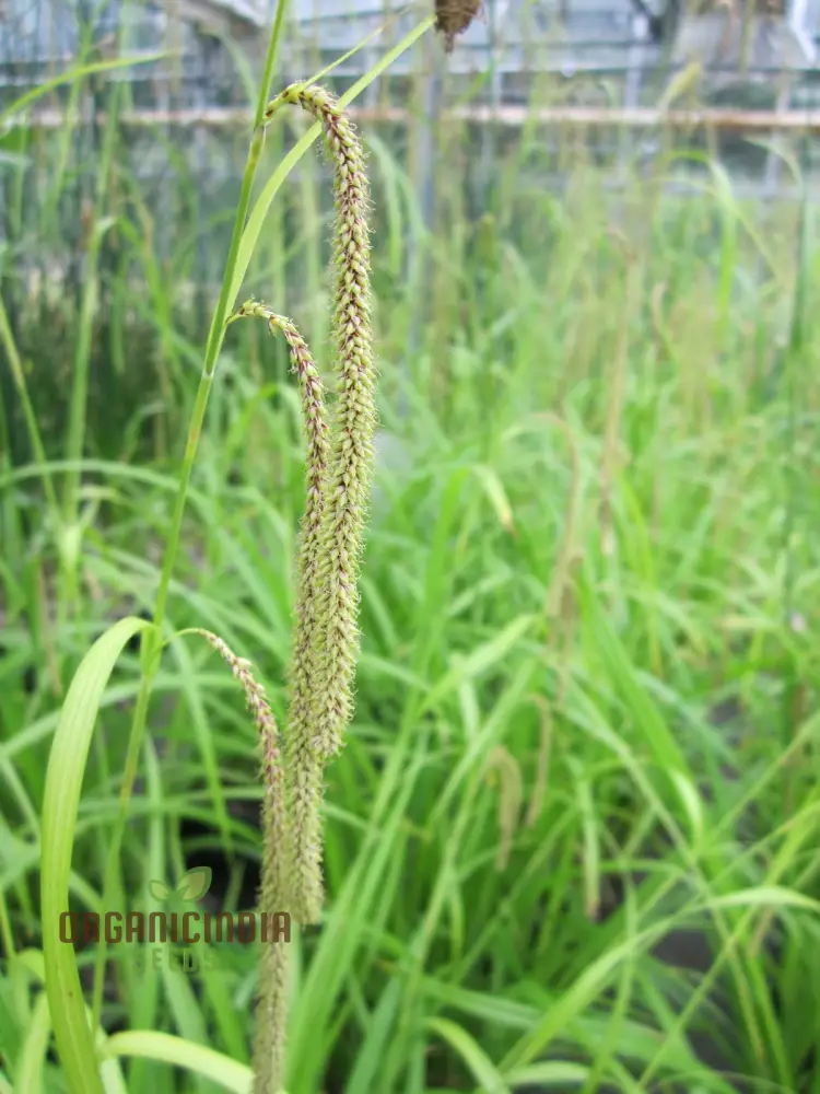 Carex Pendula Seeds for Planting, Premium Quality Seeds for Gardening - Image 6