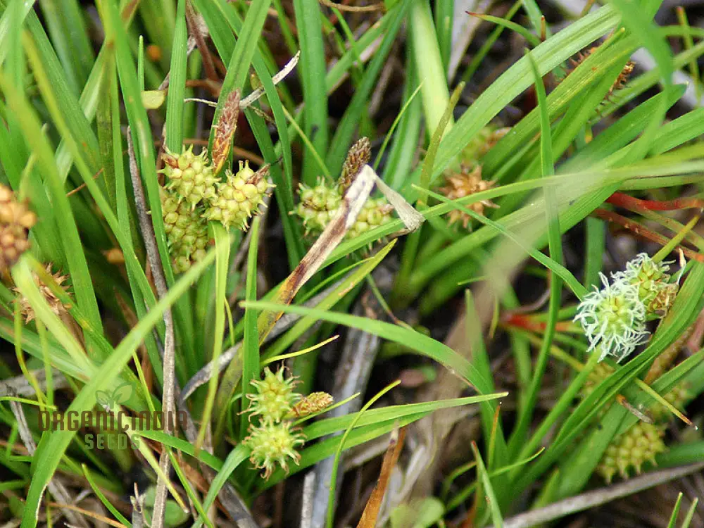 Carex Serotina Seeds for Planting, Premium Quality Ornamental Grass Seeds for Gardening