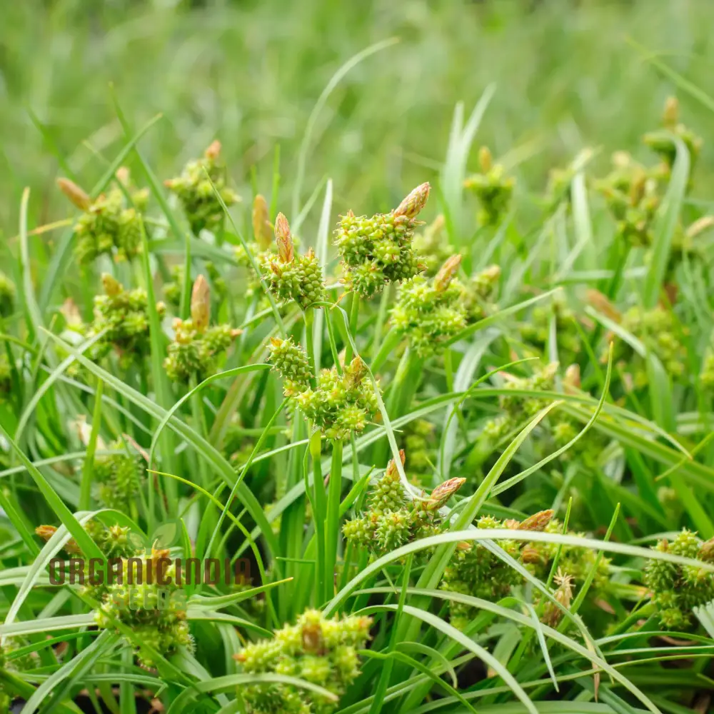 Carex Serotina Seeds for Planting, Premium Quality Ornamental Grass Seeds for Gardening - Image 2
