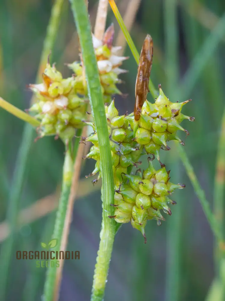 Carex Serotina Seeds for Planting, Premium Quality Ornamental Grass Seeds for Gardening - Image 3