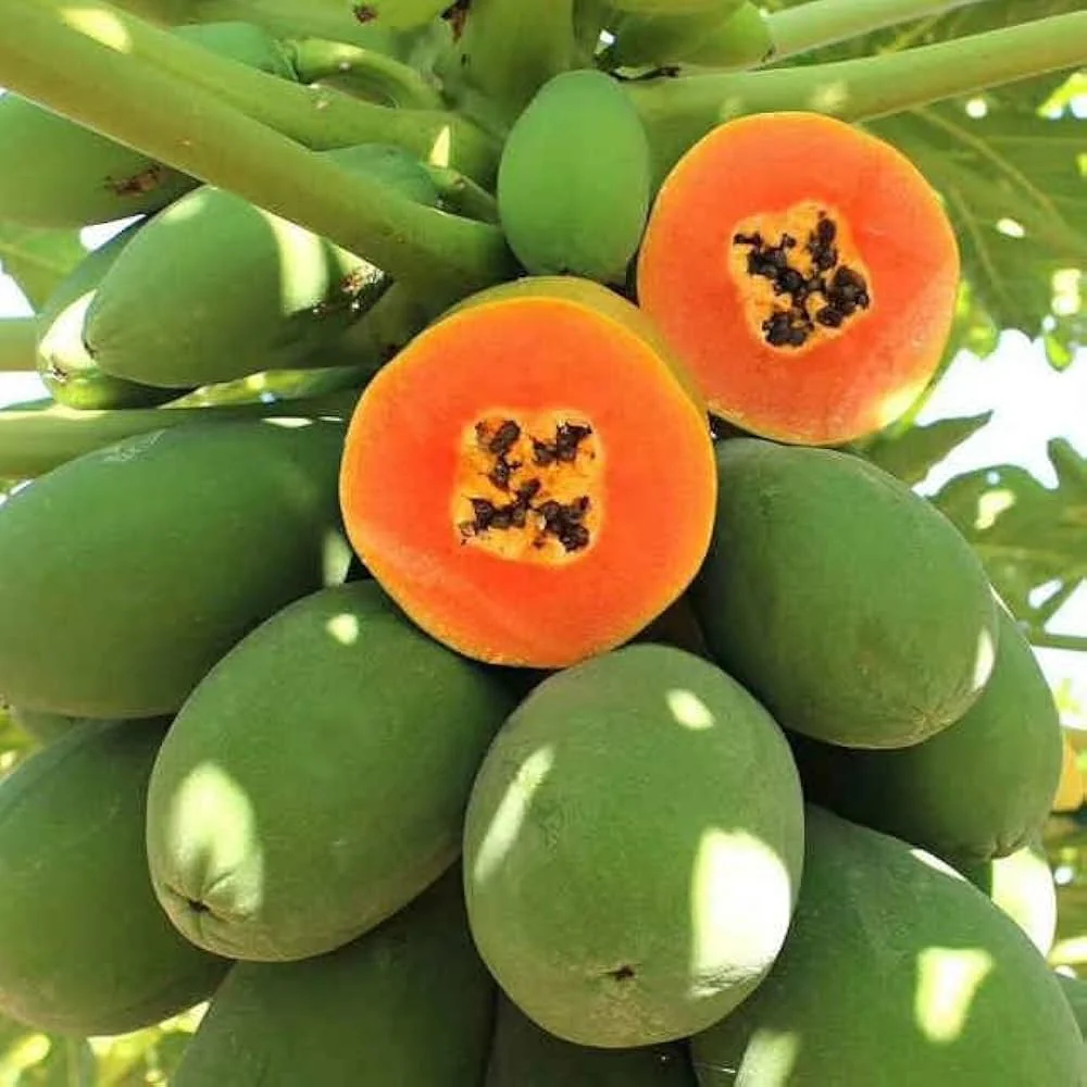 Caribbean Red Papaya Seeds for Planting – Sweet & Juicy Tropical Fruit