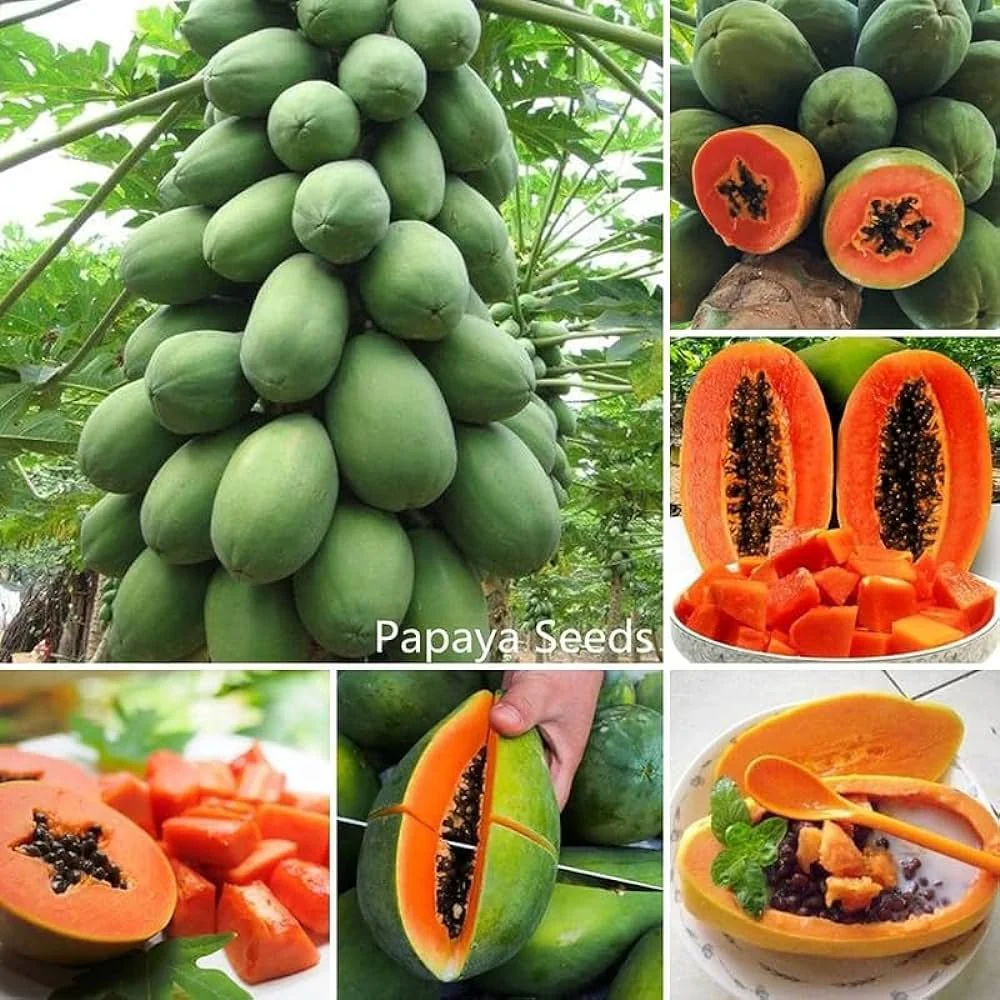 Caribbean Red Papaya Seeds for Planting – Sweet & Juicy Tropical Fruit - Image 2