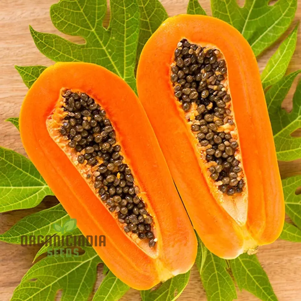 CARICA PAPAYA Seeds for Gardening | Premium Quality Seeds Online