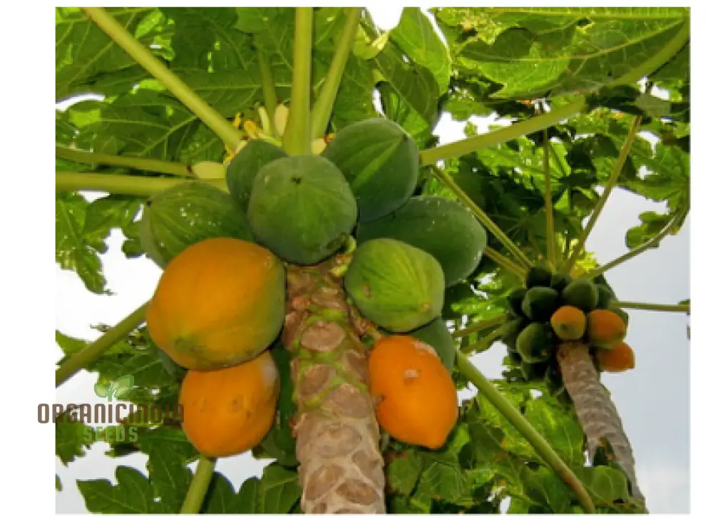 CARICA PAPAYA Seeds for Gardening | Premium Quality Seeds Online - Image 3