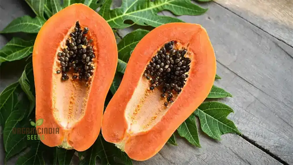 CARICA PAPAYA Seeds for Gardening | Premium Quality Seeds Online - Image 4
