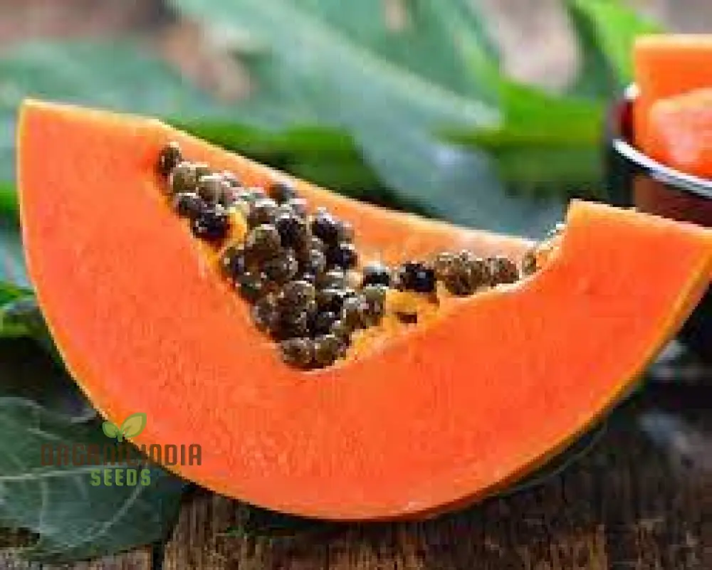 CARICA PAPAYA Seeds for Gardening | Premium Quality Seeds Online - Image 5