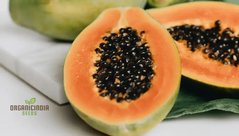 CARICA PAPAYA Seeds for Gardening | Premium Quality Seeds Online - Image 6