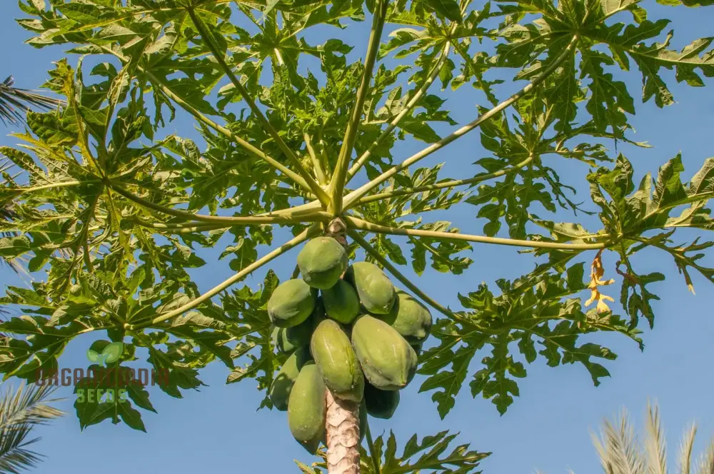 CARICA PAPAYA Seeds for Gardening | Premium Quality Seeds Online - Image 7