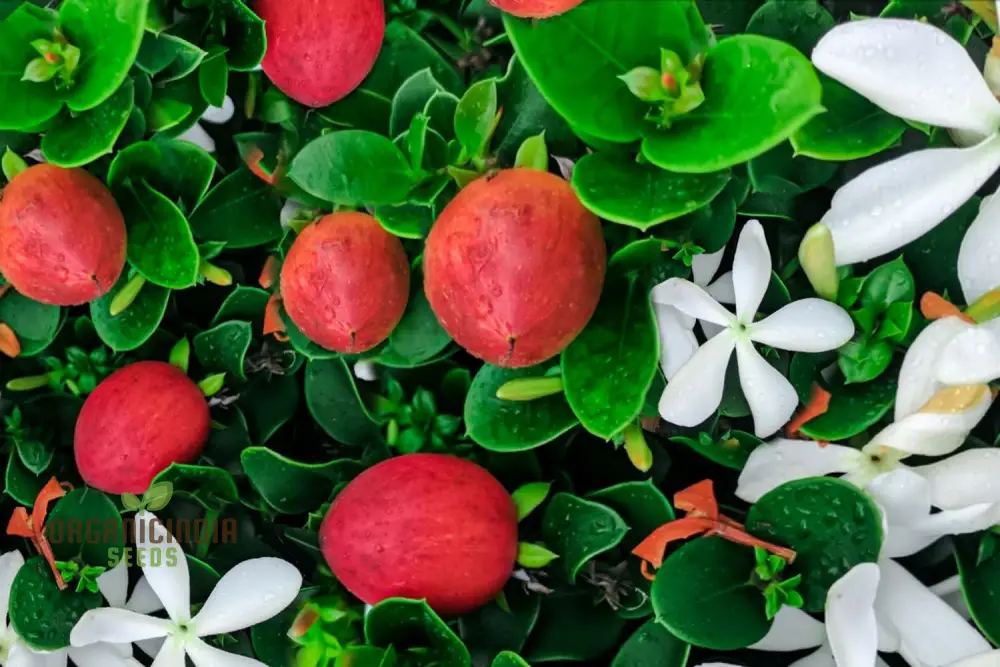 Carissa Macrocarpa Flower Seeds for Planting, Premium Quality Seeds for Gardening