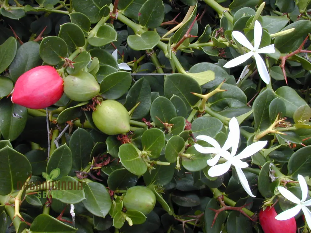 Carissa Macrocarpa Flower Seeds for Planting, Premium Quality Seeds for Gardening - Image 3