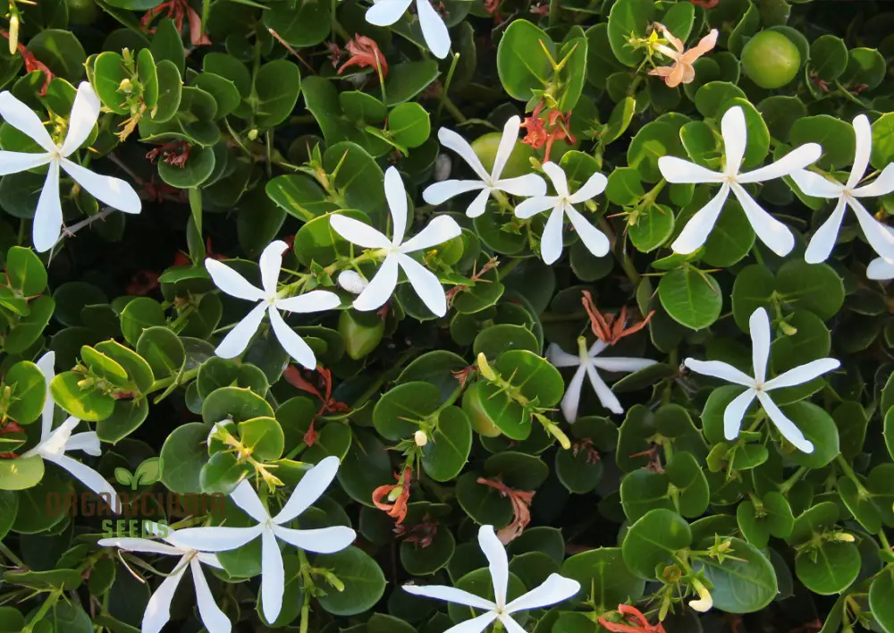 Carissa Macrocarpa Flower Seeds for Planting, Premium Quality Seeds for Gardening - Image 4
