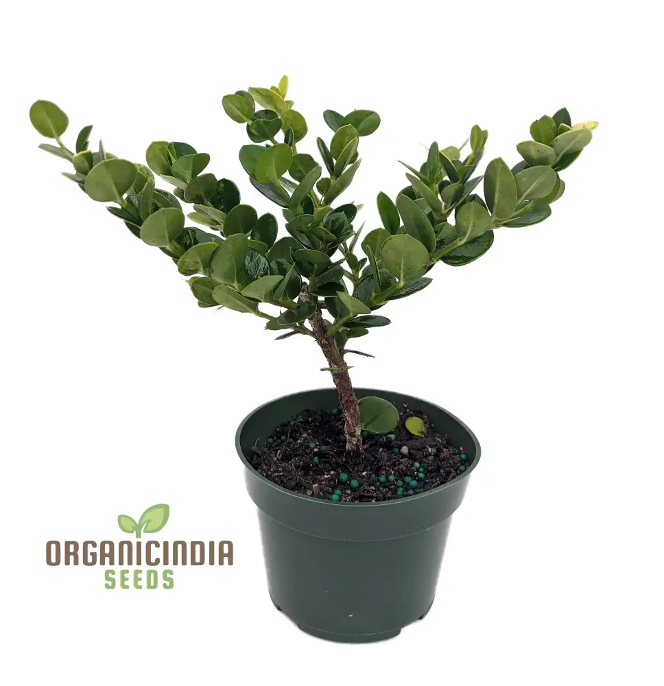 Carissa Macrocarpa Flower Seeds for Planting, Premium Quality Seeds for Gardening - Image 5