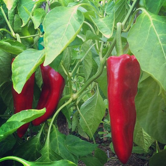 Carmen Bell Pepper Seeds – Sweet & Flavorful Italian Variety - Image 2