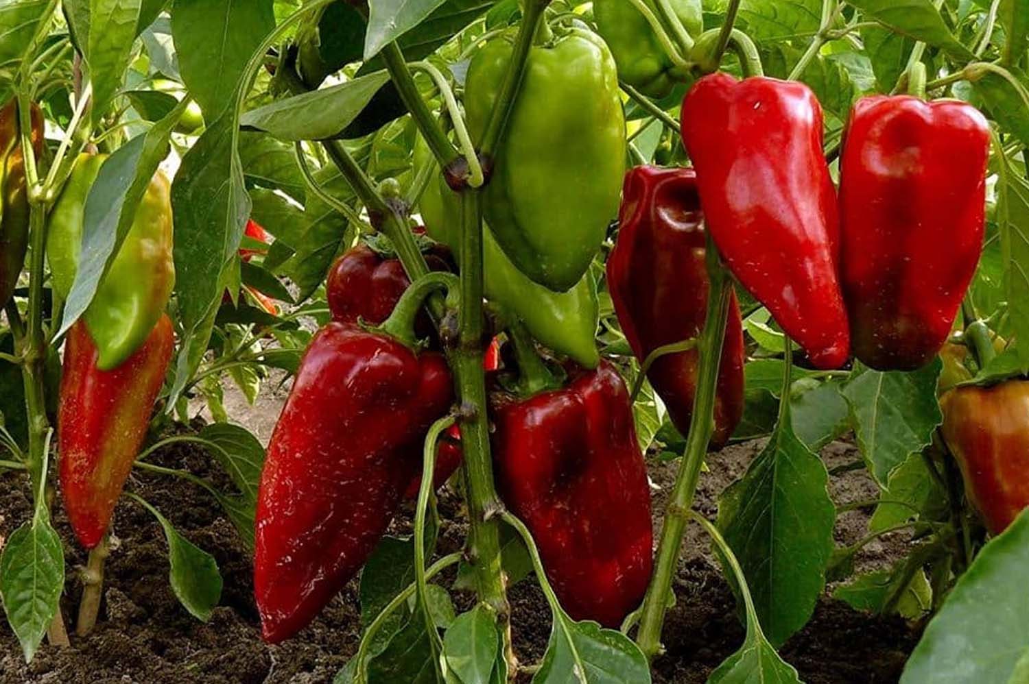Carmen Bell Pepper Seeds – Sweet & Flavorful Italian Variety - Image 3
