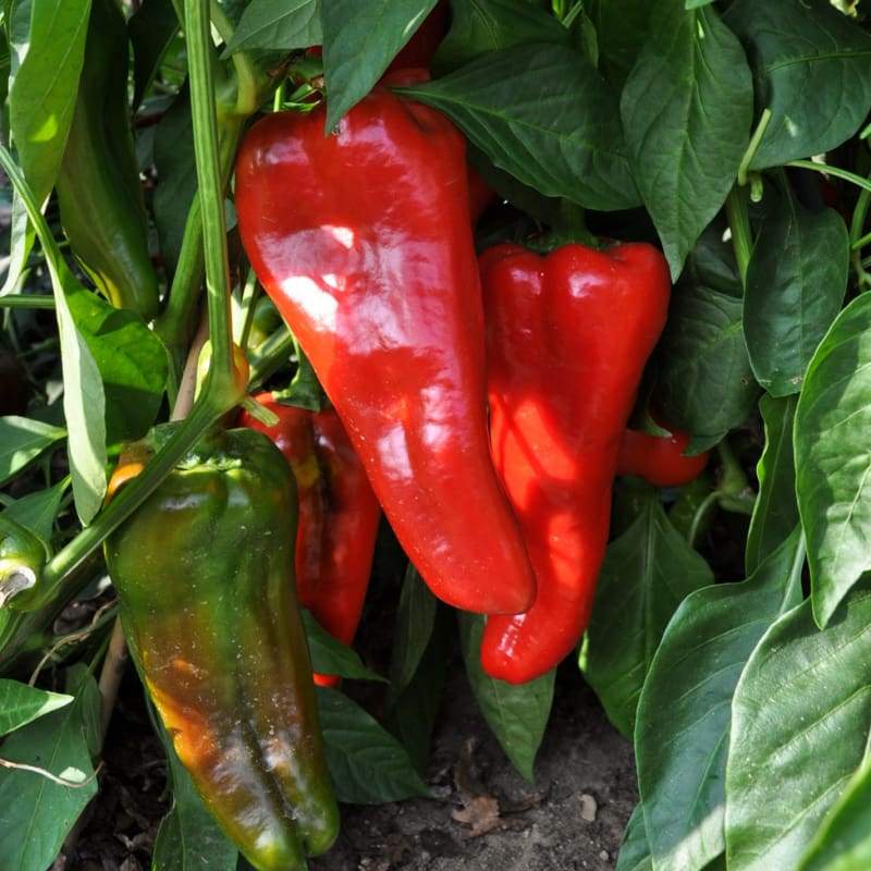Carmen Bell Pepper Seeds – Sweet & Flavorful Italian Variety - Image 4