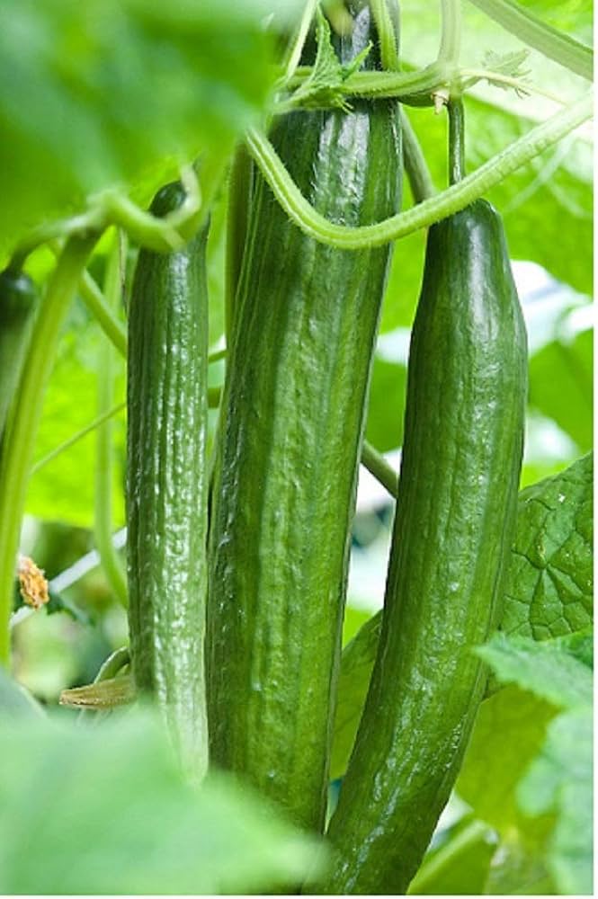 Carmen Cucumber Seeds – High-Yield, Greenhouse & Outdoor Variety - Image 2