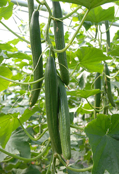 Carmen Cucumber Seeds – High-Yield, Greenhouse & Outdoor Variety - Image 3