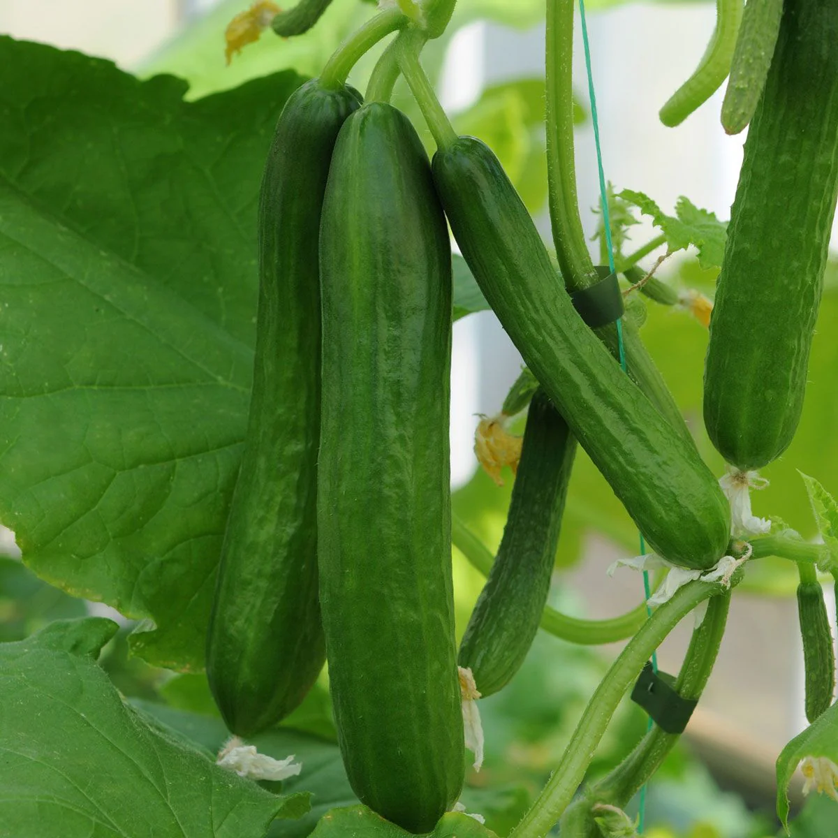 Carmen Cucumber Seeds – High-Yield, Greenhouse & Outdoor Variety - Image 4