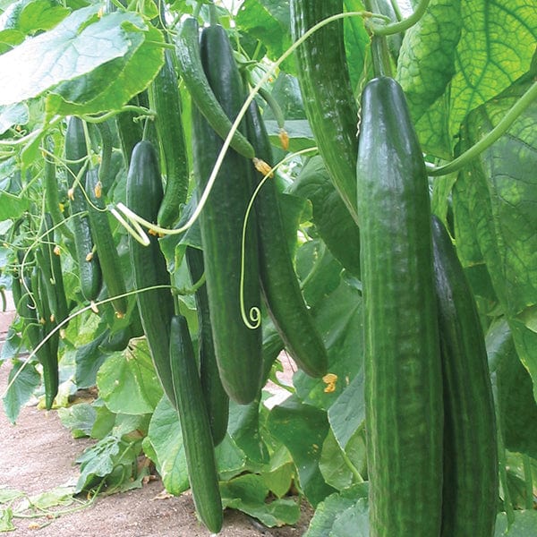 Carmen Cucumber Seeds – High-Yield, Greenhouse & Outdoor Variety - Image 5