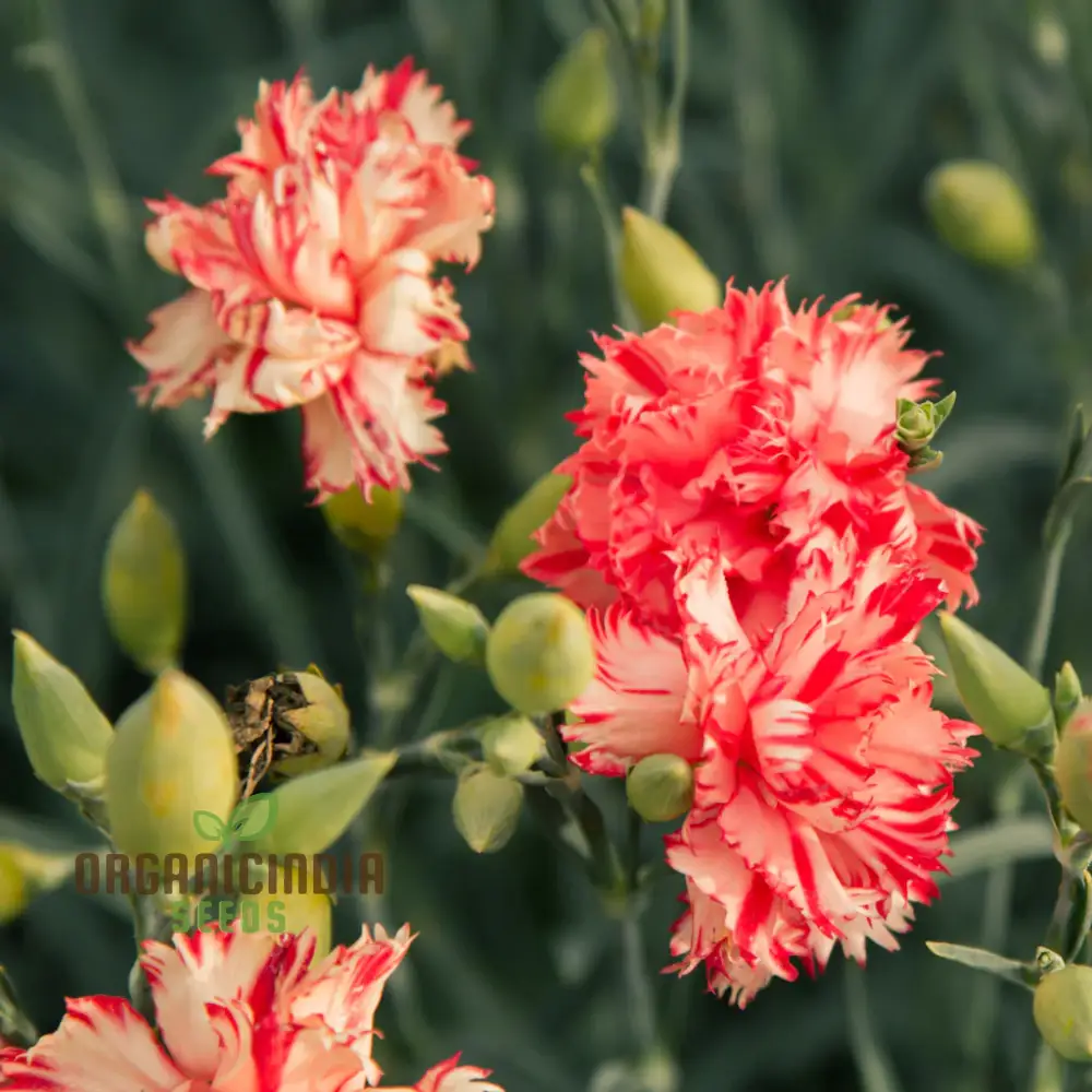 Carnation Caryophyllus Orange Sherbet Seeds - Grow Vibrant Orange Sherbet Carnations in Your Garden