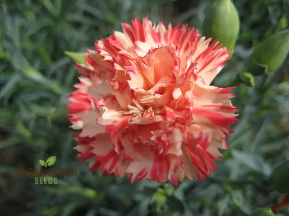 Carnation Caryophyllus Orange Sherbet Seeds - Grow Vibrant Orange Sherbet Carnations in Your Garden - Image 3