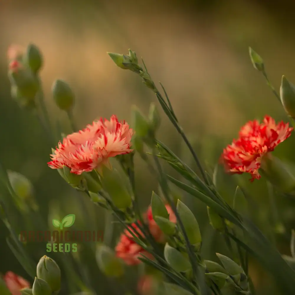 Carnation Caryophyllus Orange Sherbet Seeds - Grow Vibrant Orange Sherbet Carnations in Your Garden - Image 4