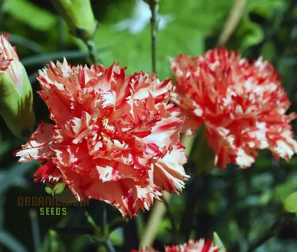 Carnation Caryophyllus Orange Sherbet Seeds - Grow Vibrant Orange Sherbet Carnations in Your Garden - Image 5