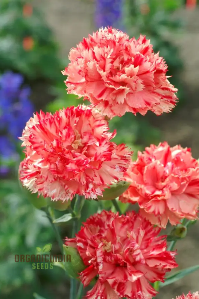 Carnation Caryophyllus Orange Sherbet Seeds - Grow Vibrant Orange Sherbet Carnations in Your Garden - Image 6