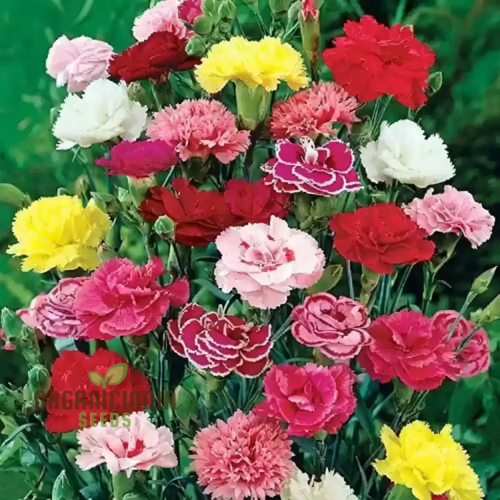 Giant Mixed Carnation Seeds – Premium Garden Variety for Planting & Landscaping