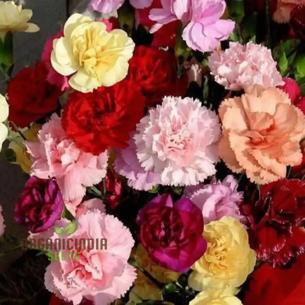Giant Mixed Carnation Seeds – Premium Garden Variety for Planting & Landscaping - Image 3
