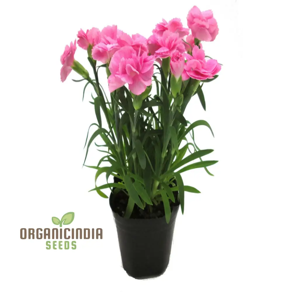 Giant Mixed Carnation Seeds – Premium Garden Variety for Planting & Landscaping - Image 4