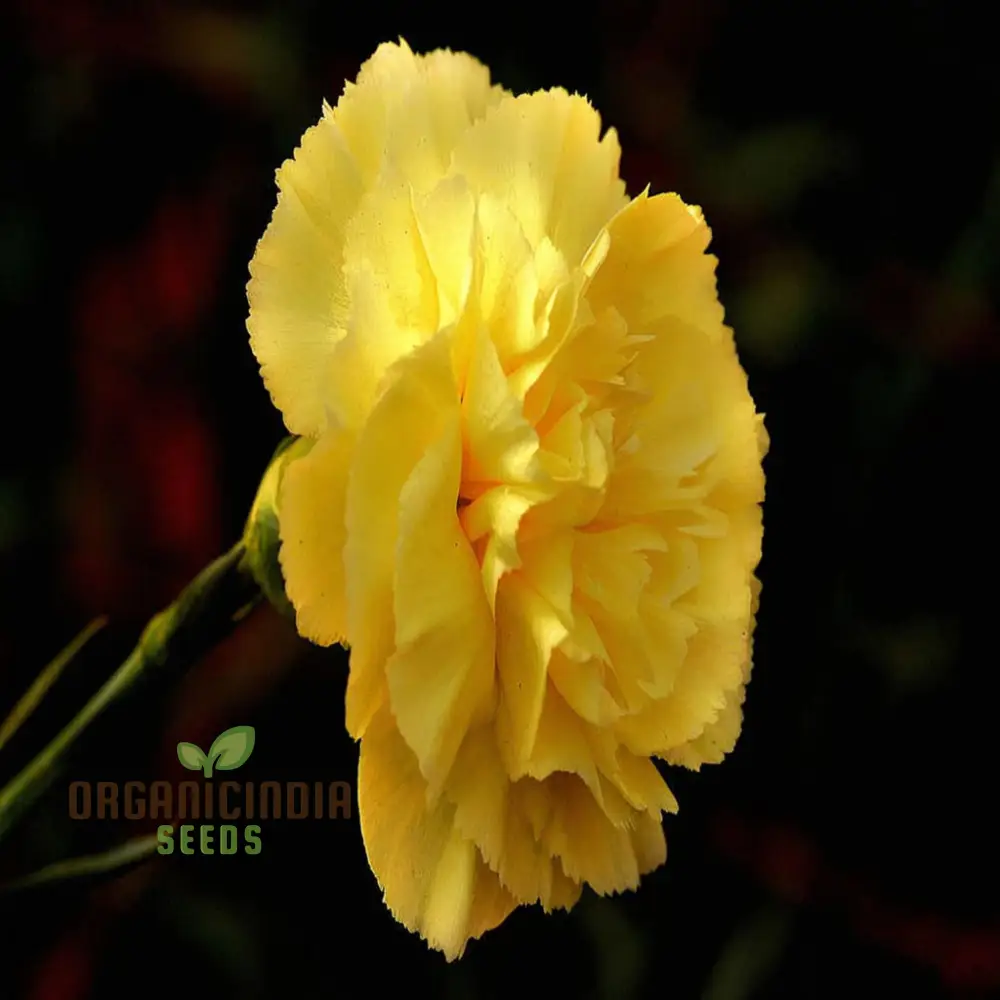 Giant Mixed Carnation Seeds – Premium Garden Variety for Planting & Landscaping - Image 5