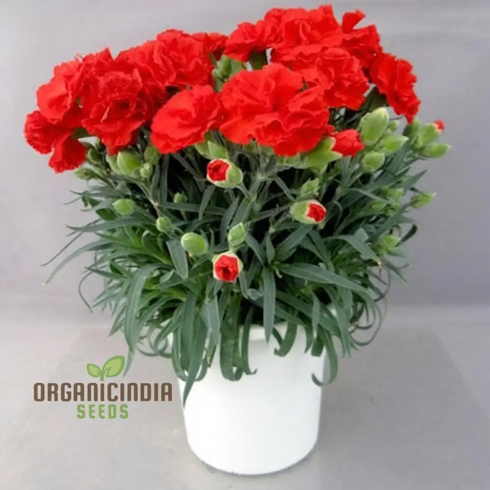 Giant Mixed Carnation Seeds – Premium Garden Variety for Planting & Landscaping - Image 6