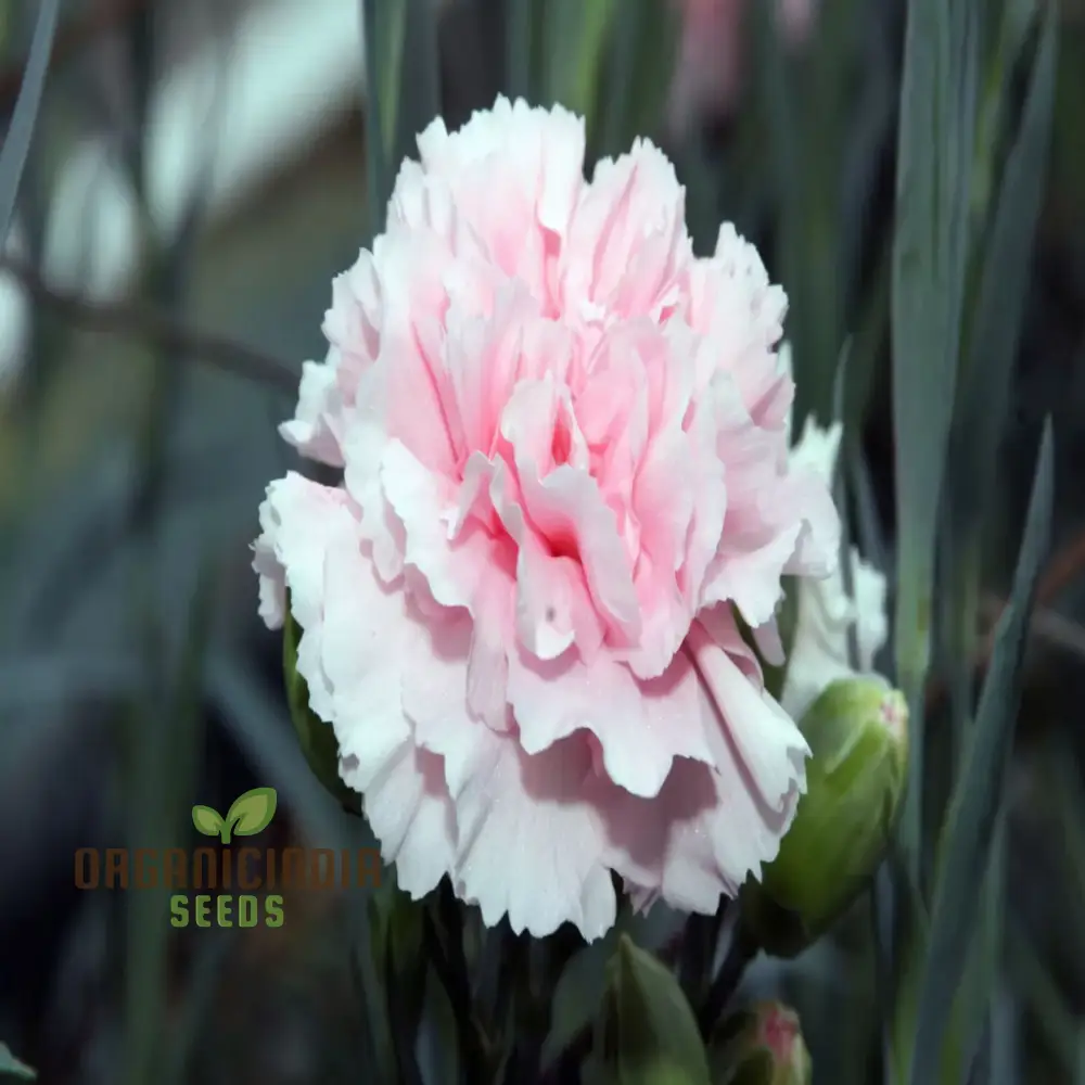 Giant Mixed Carnation Seeds – Premium Garden Variety for Planting & Landscaping - Image 7