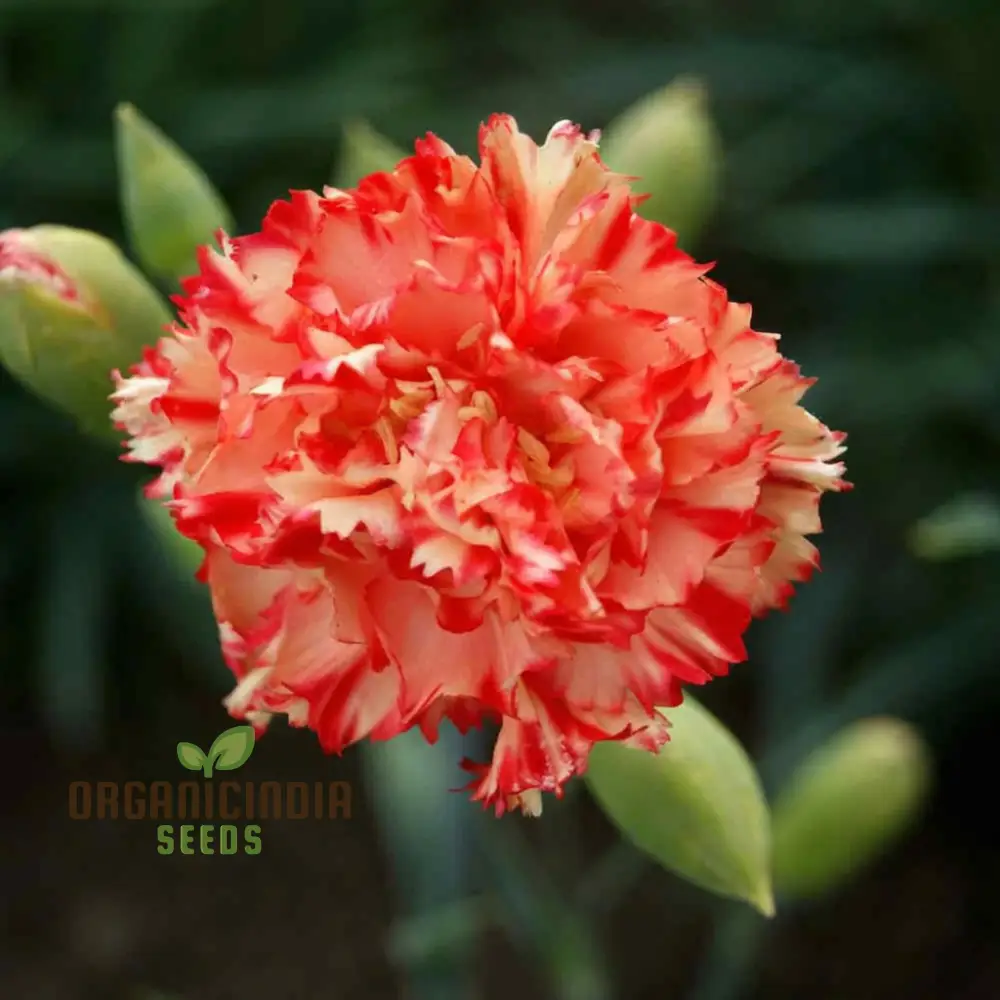 Giant Mixed Carnation Seeds – Premium Garden Variety for Planting & Landscaping - Image 8