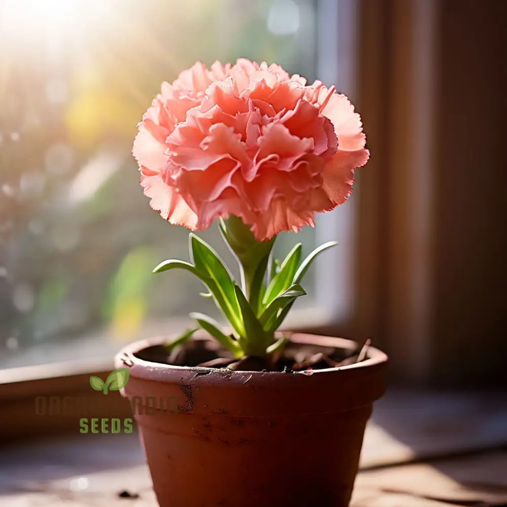 Carnation Pink Flower Seeds Classic Blooms for Timeless Garden Elegance, Premium Flower Seeds for Planting and Gardening Delight - Image 3