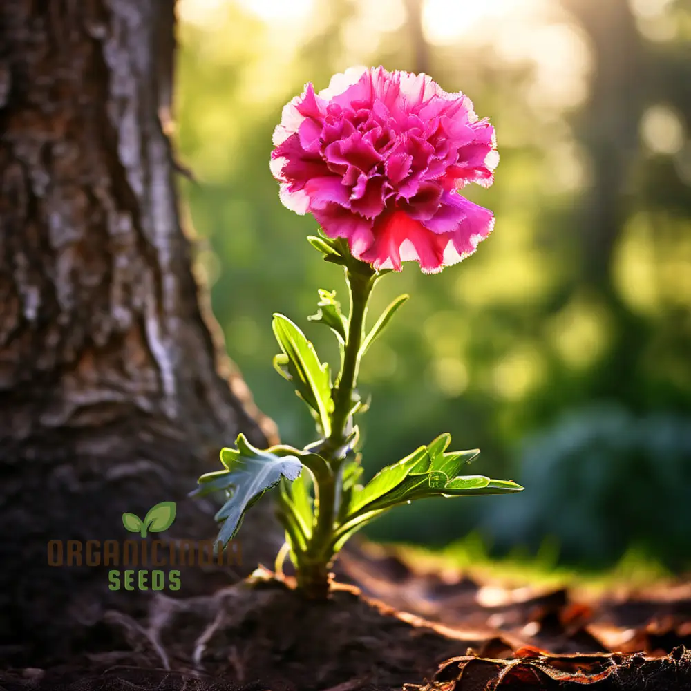 Carnation Pink Flower Seeds Classic Blooms for Timeless Garden Elegance, Premium Flower Seeds for Planting and Gardening Delight - Image 4
