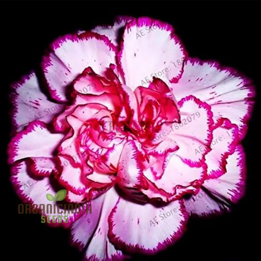 Carnation Seeds – Dianthus Caryophyllus (100 pcs)