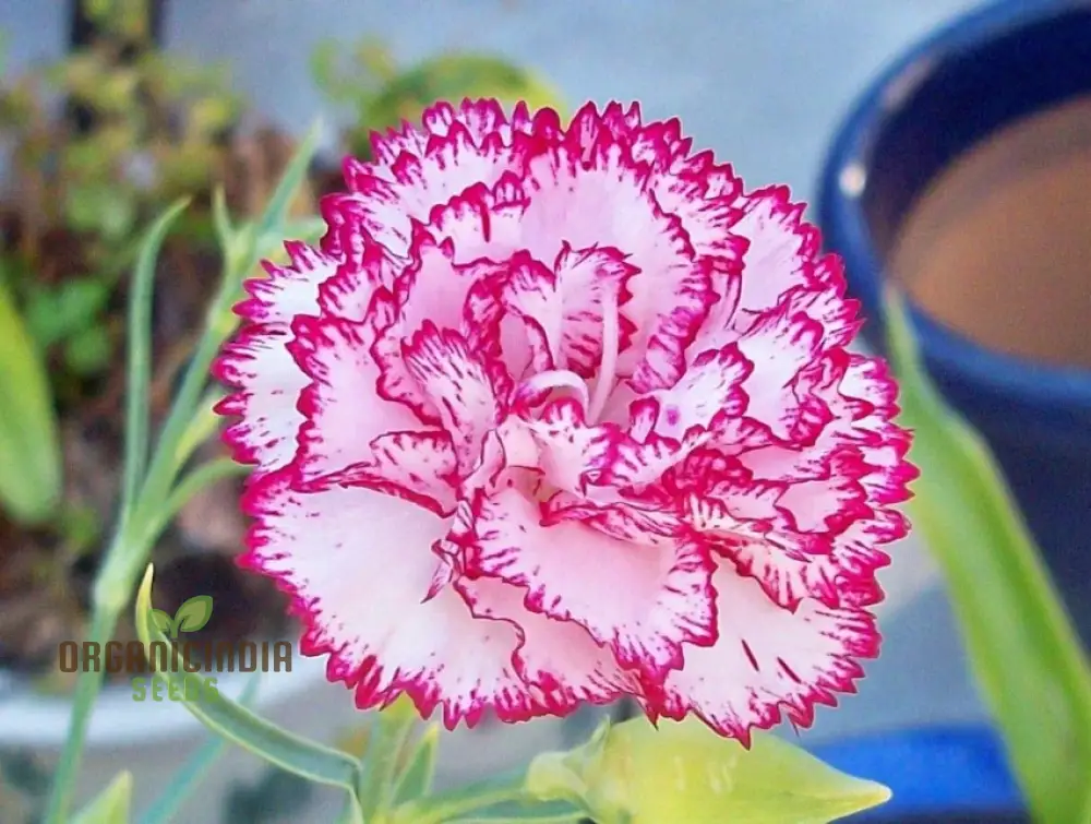 Carnation Seeds – Dianthus Caryophyllus (100 pcs) - Image 3