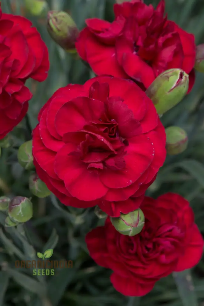 Carnation Seeds – Dianthus Caryophyllus (100 pcs) - Image 4