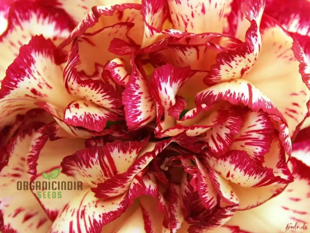 Carnation Seeds – Dianthus Caryophyllus (100 pcs) - Image 5