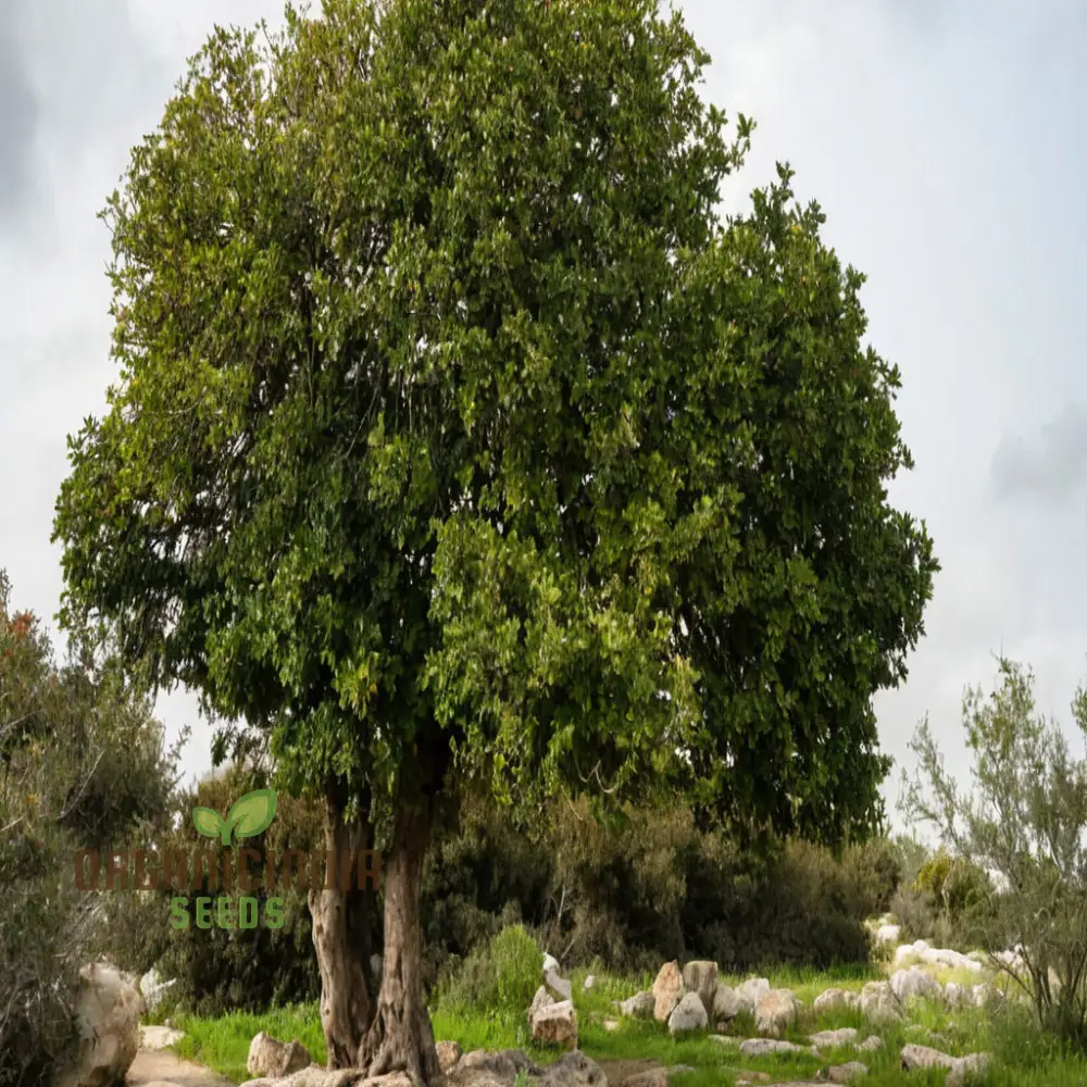 Carob Tree Seeds - Grow Your Own Shade-Giving and Nutritious Tree, Premium Flower Seeds for Sustainable Planting and Gardening