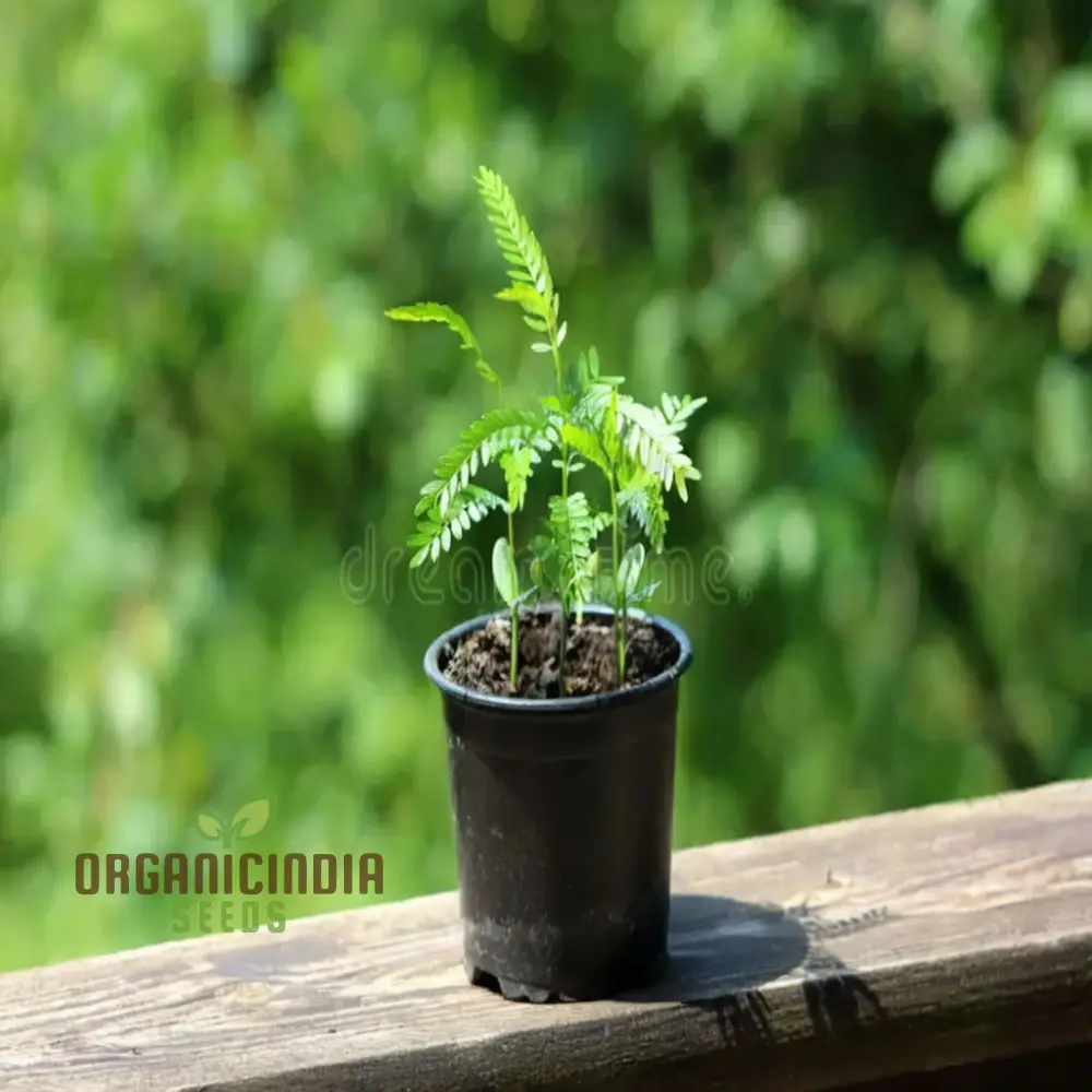 Carob Tree Seeds - Grow Your Own Shade-Giving and Nutritious Tree, Premium Flower Seeds for Sustainable Planting and Gardening - Image 2