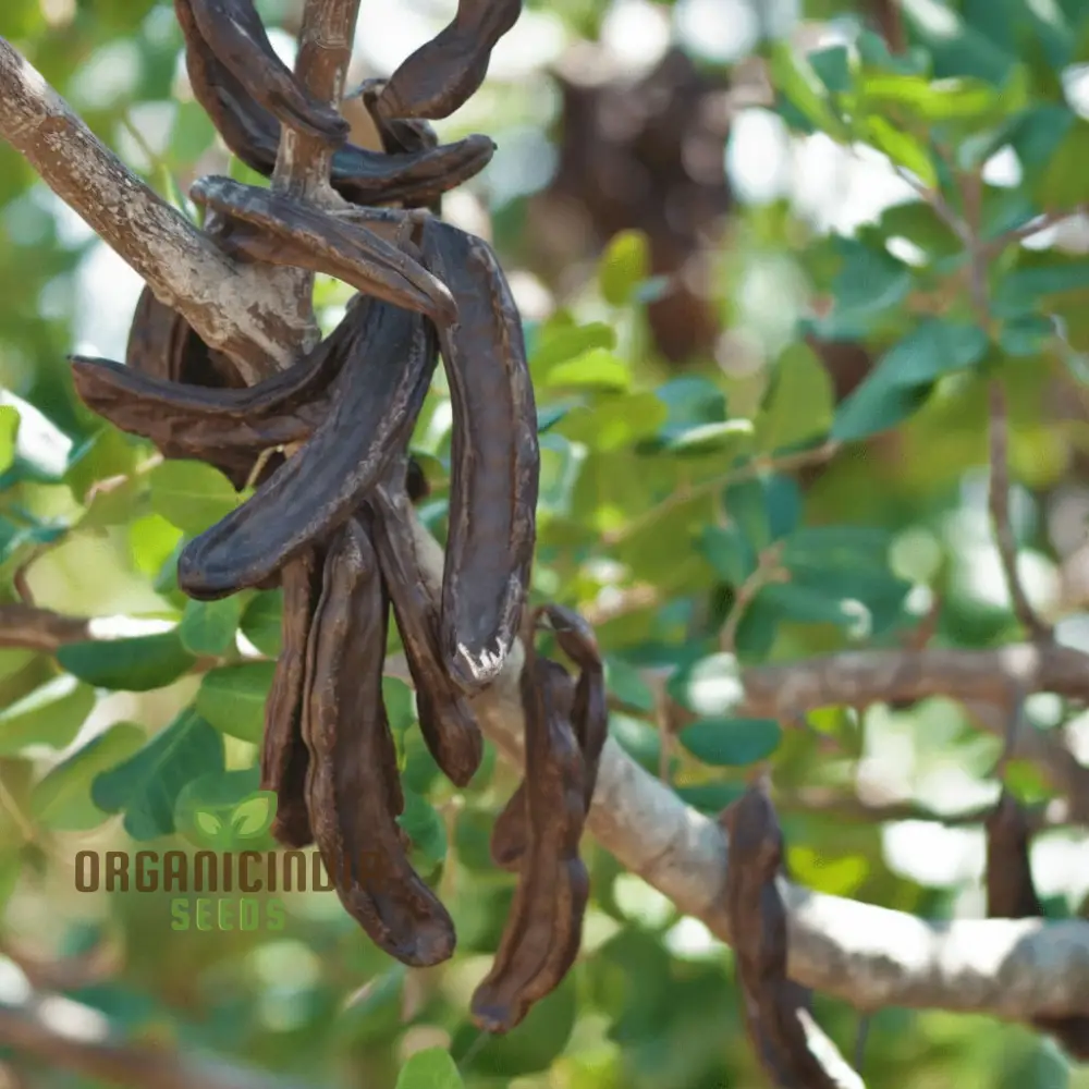 Carob Tree Seeds - Grow Your Own Shade-Giving and Nutritious Tree, Premium Flower Seeds for Sustainable Planting and Gardening - Image 3