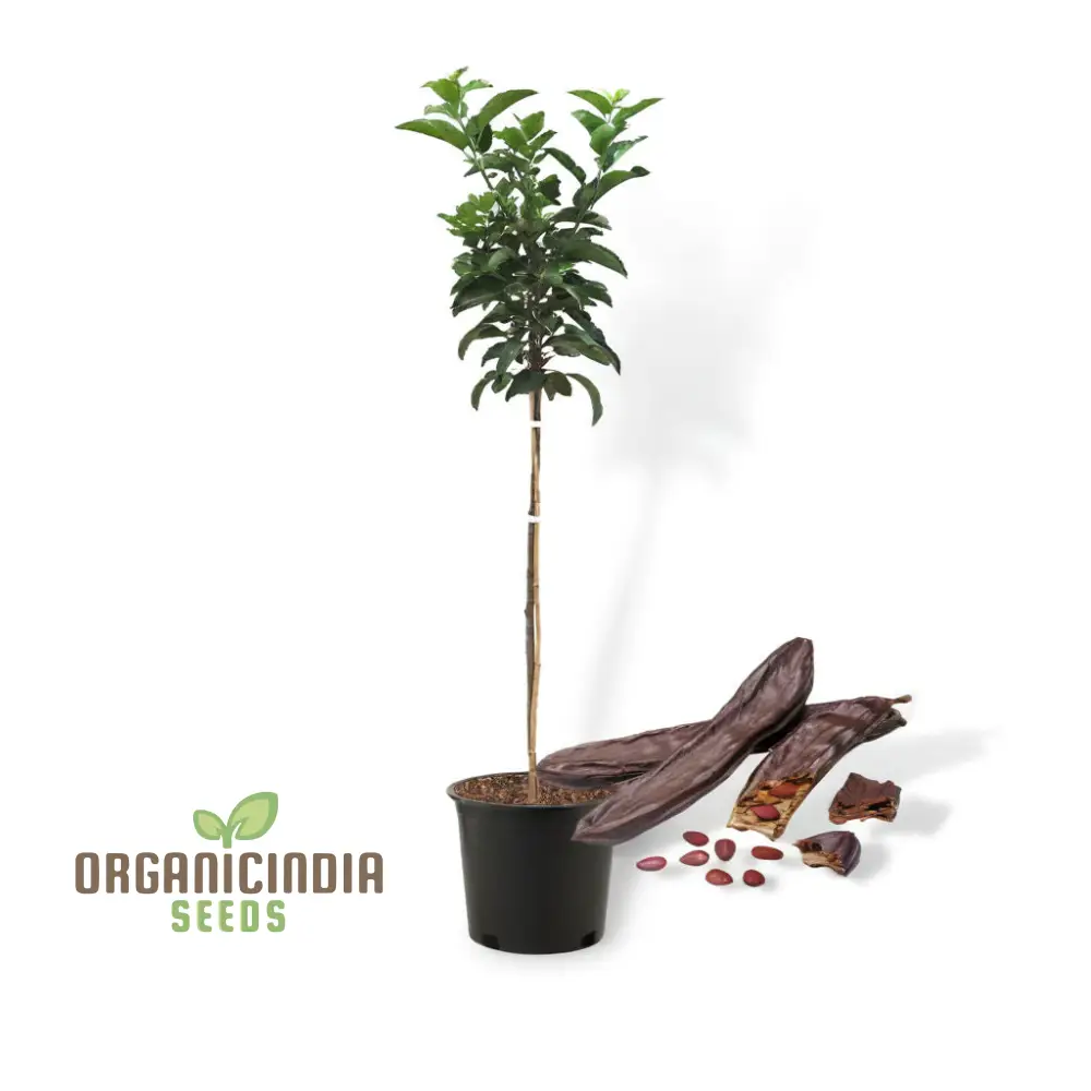 Carob Tree Seeds - Grow Your Own Shade-Giving and Nutritious Tree, Premium Flower Seeds for Sustainable Planting and Gardening - Image 4