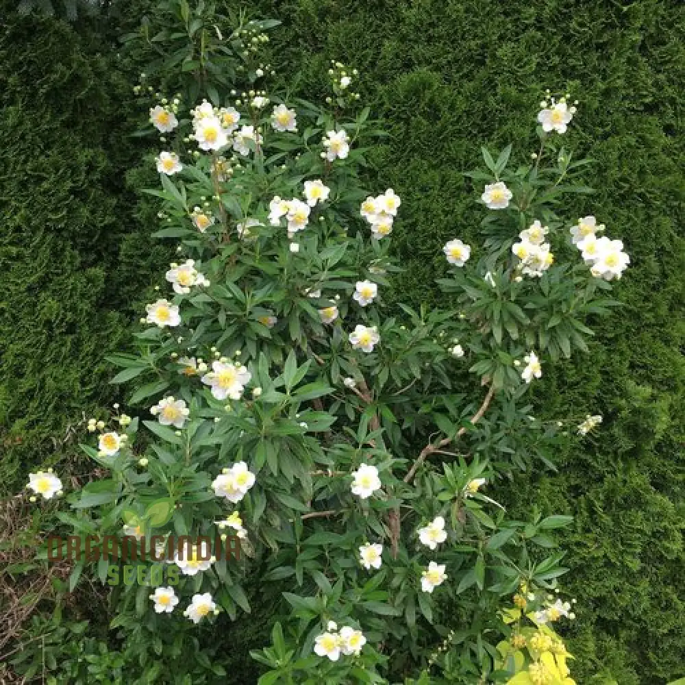 Carpenteria Californica Flower Seeds for Planting,  Premium Quality Seeds for Gardening - Image 3