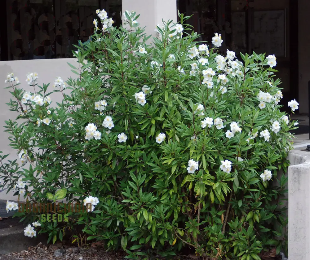 Carpenteria Californica Flower Seeds for Planting,  Premium Quality Seeds for Gardening - Image 4